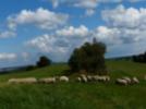 Schafe auf einer Fläche am Geisingberg, die im Volksmund Strift (eine frühere Bezeichnung für Viehtrieb) genannt wird