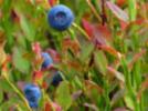 Das saftige dunkle Blau der Heidelbeere macht sie nicht nur zu einer beliebten  Beerenfrucht. Nach dem römischen Schriftsteller Plinius wurde der Farbstoff der Heidelbeere zum Färben der Kleider von Sklaven verwendet.