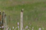Wiesenpieper