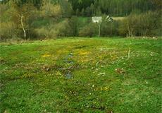 Ausbildung von Feuchtwiesengesellschaften nach der Entbuschung einer Langzeitbrache am Geisingberg